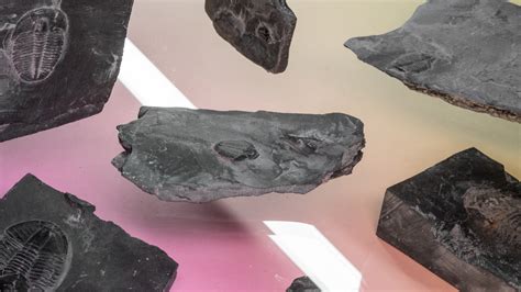 who buys fossils near me